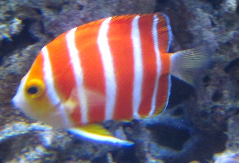 Centropyge boylei (Centropyge boylei) |commons:File:Peppermint Angelfish (Paracentropyge boylei), Waikiki Acquarium.JPG