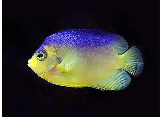 Centropyge colini (Centropyge colini) |commons:File:Centropyge Colini.jpg
