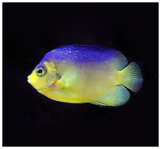 Centropyge colini (Centropyge colini) |commons:File:Centropyge Colini.jpg