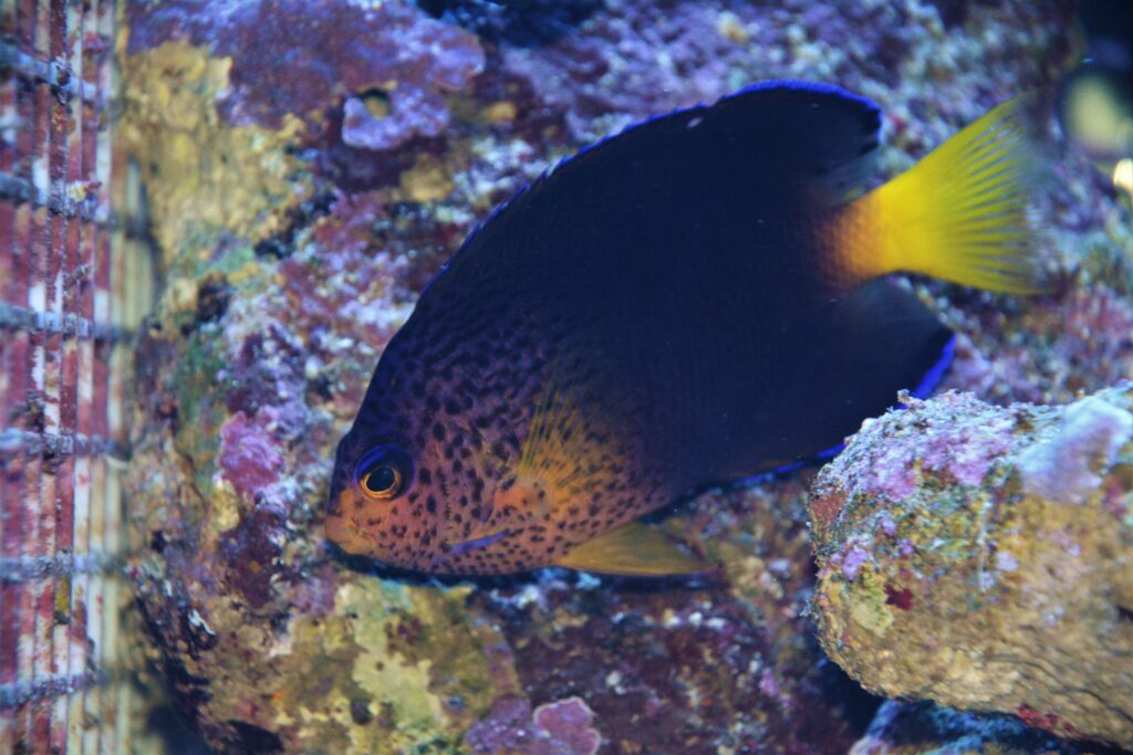 Centropyge debelius (Centropyge debelius) |commons:File:Centropyge debelius.jpg