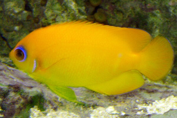 Centropyge flavissima (Centropyge flavissima) |commons:File:Centropyge flavissima.JPG