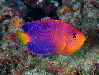 Centropyge interrupta (Centropyge interrupta) |commons:File:Centropyge interrupta, Hawái.jpg