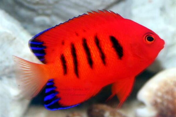 Centropyge loriculus (Centropyge loriculus) |commons:File:Centropyge loriculus.jpg