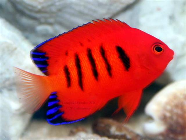 Centropyge loriculus (Centropyge loriculus) |commons:File:Centropyge loriculus.jpg