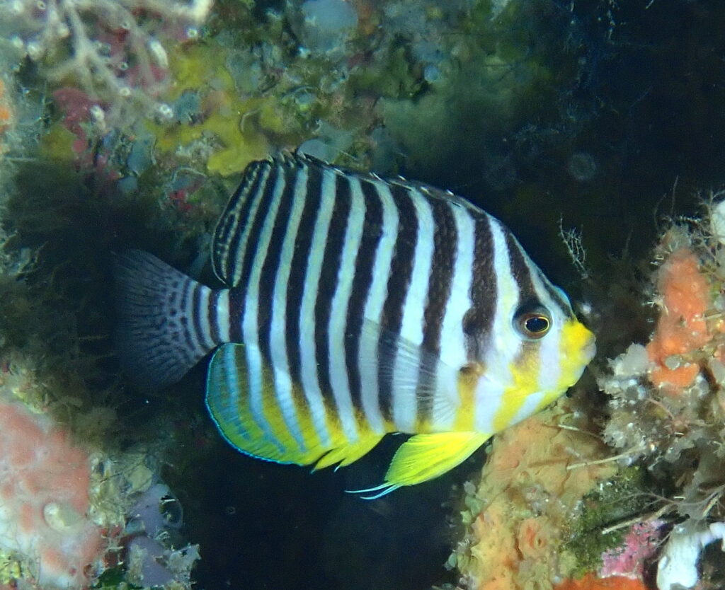 Centropyge multifasciata (Centropyge multifasciata) |commons:File:Centropyge multifasciata.jpg