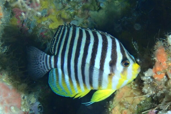 Centropyge multifasciata (Centropyge multifasciata) |commons:File:Centropyge multifasciata.jpg