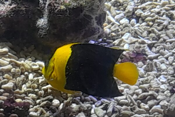 Centropyge venusta (Centropyge venusta) |commons:File:Centropyge venusta.jpg