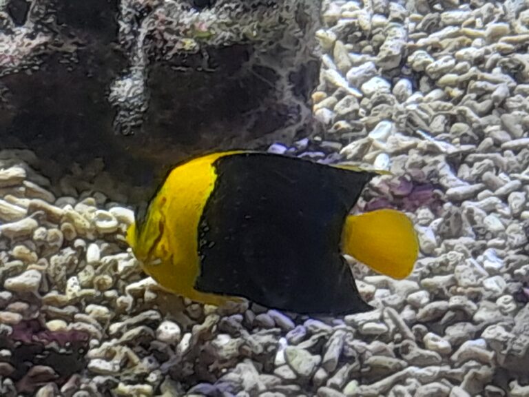 Centropyge venusta (Centropyge venusta) |commons:File:Centropyge venusta.jpg