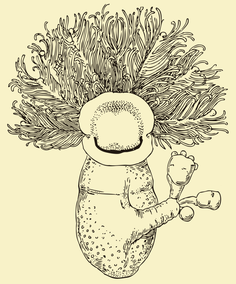 Cephalodiscus dodecalophus Cephalodiscus dodecalophus