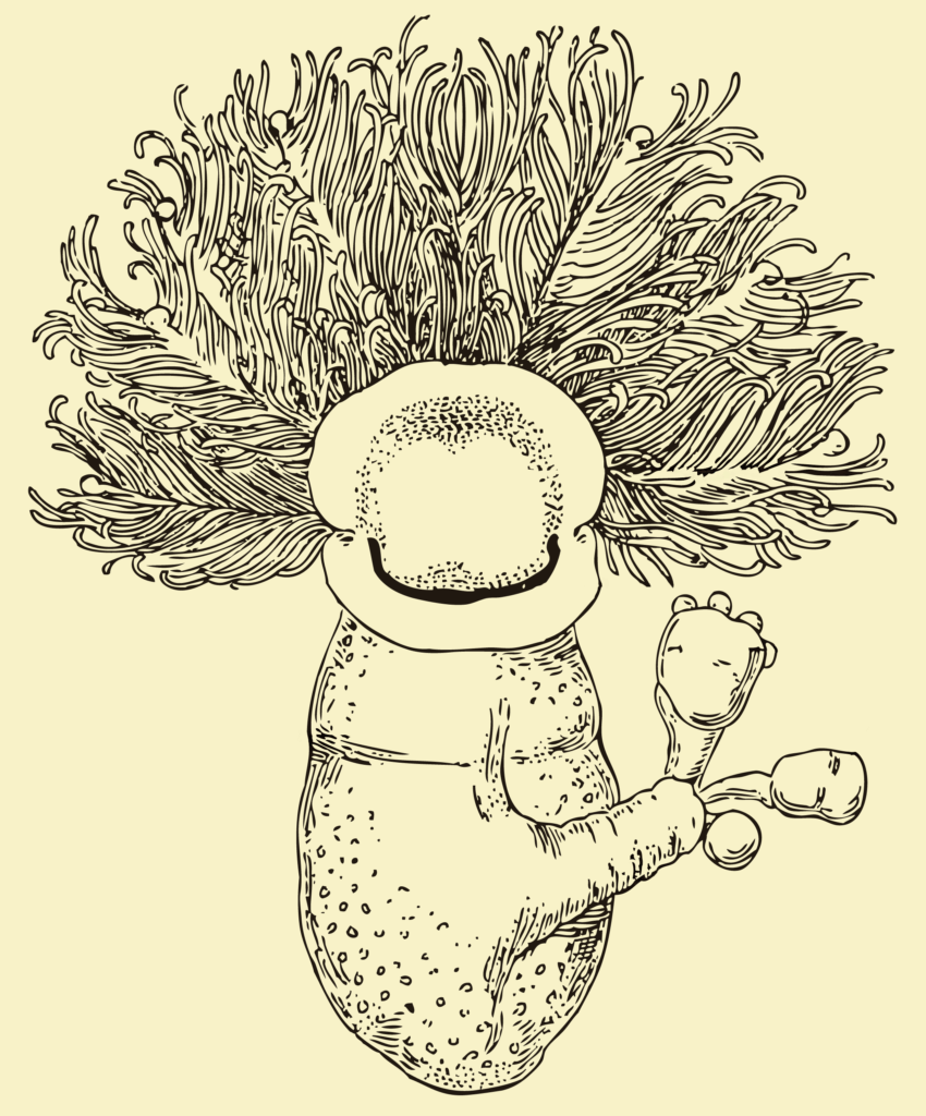 Cephalodiscus dodecalophus Cephalodiscus dodecalophus