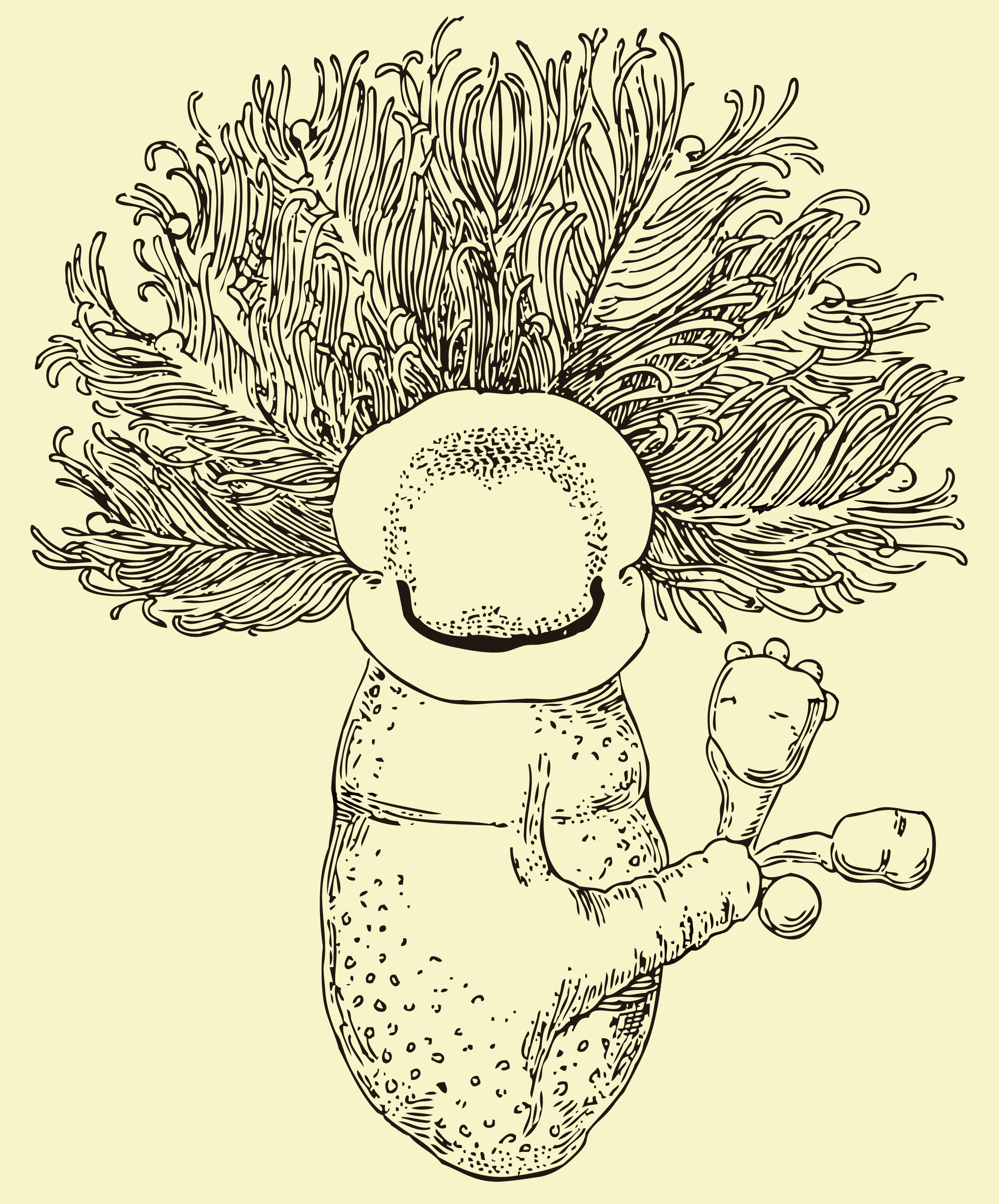 Cephalodiscus dodecalophus Cephalodiscus dodecalophus