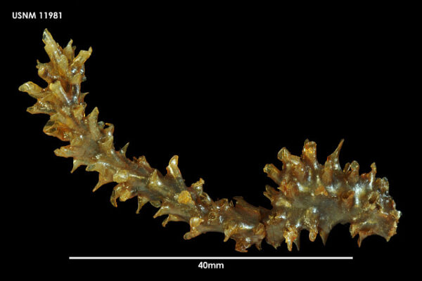 Cephalodiscus nigrescens Cephalodiscus nigrescens