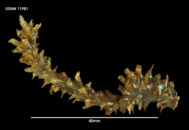 Cephalodiscus nigrescens Cephalodiscus nigrescens