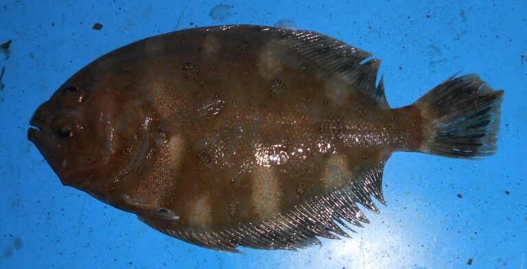 Cephalopsetta ventrocellata (Cephalopsetta ventrocellata) |commons:File:Cephalopsetta ventrocellatus.jpg