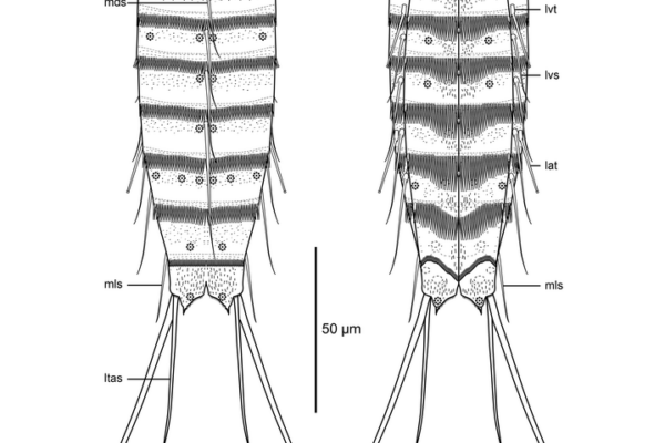 Cephalorhyncha flosculosa Cephalorhyncha flosculosa