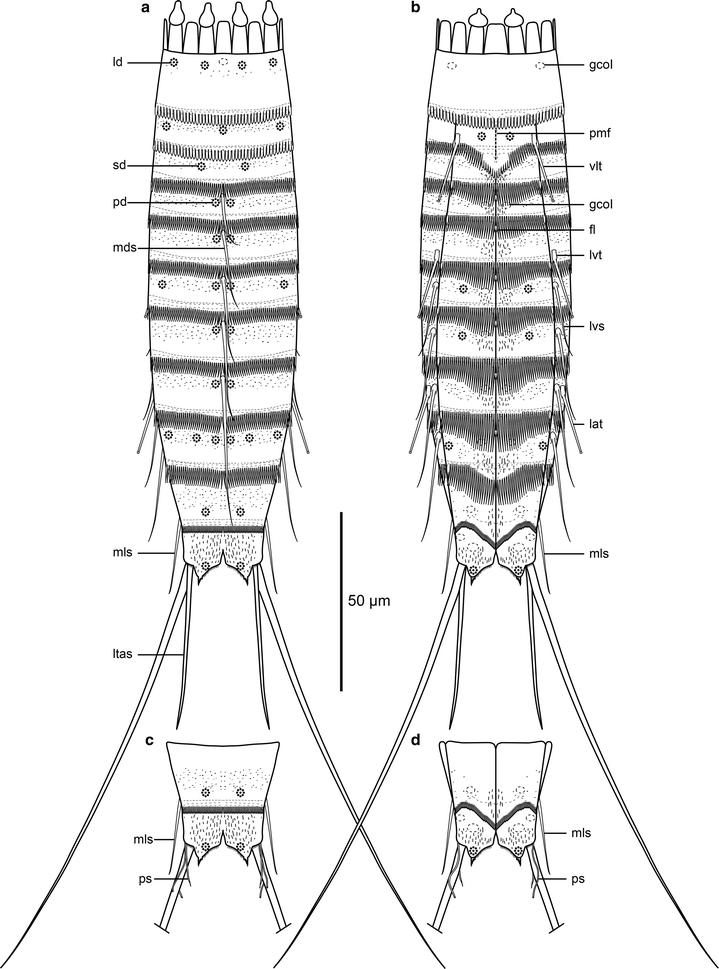 Cephalorhyncha flosculosa Cephalorhyncha flosculosa