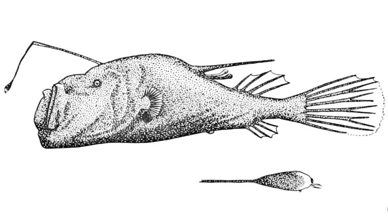 Ceratias tentaculatus (Ceratias tentaculatus) |commons:File:Ceratias tentaculatus holotype.jpg