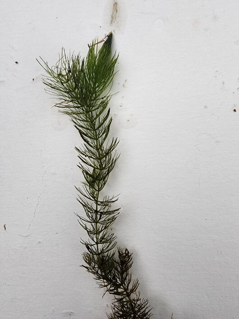 Ceratophyllum Echinatum (Ceratophyllum echinatum) |commons:File:Ceratophyllum echinatum 301473539.jpg