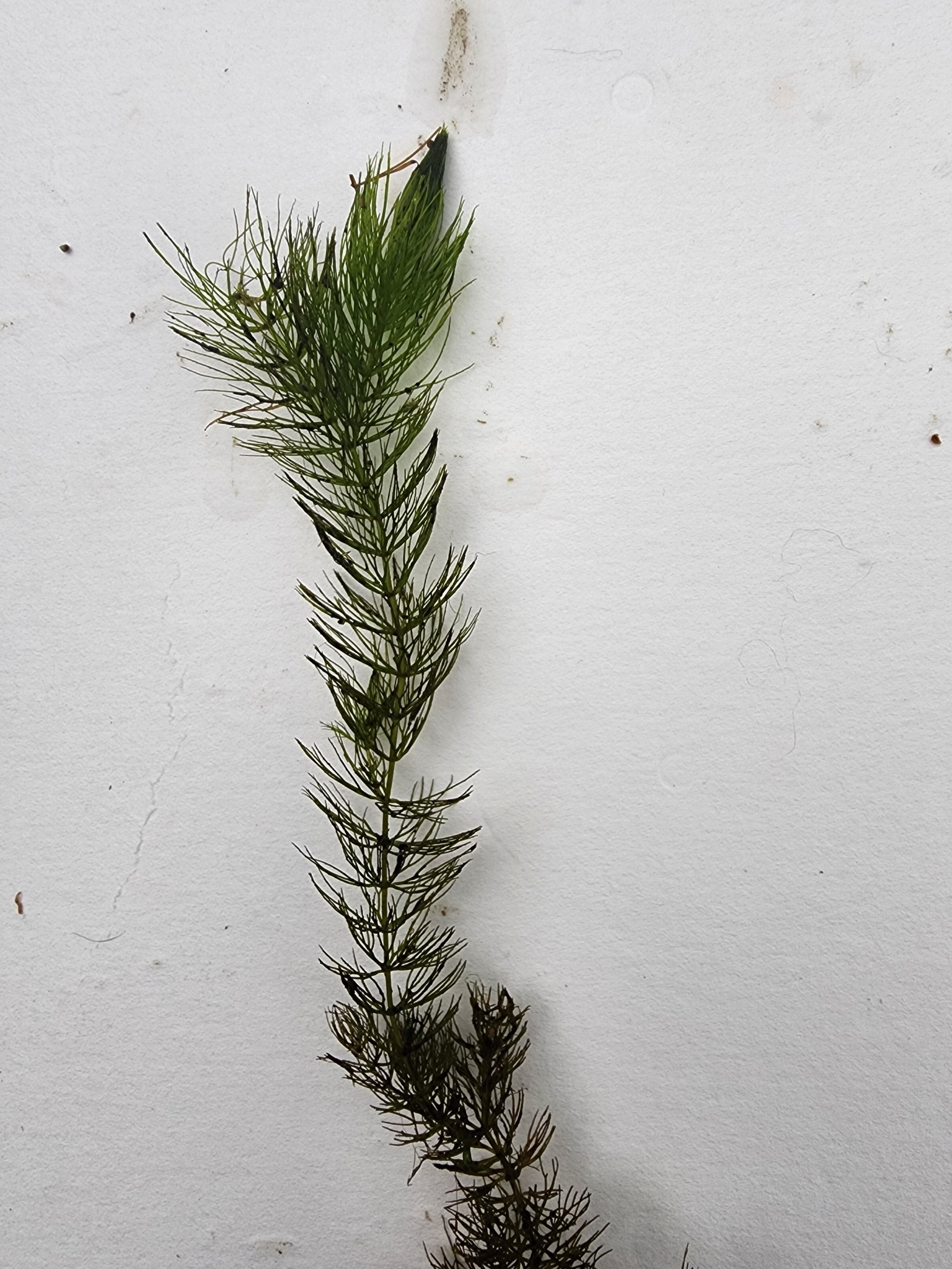 Ceratophyllum Echinatum (Ceratophyllum echinatum) |commons:File:Ceratophyllum echinatum 301473539.jpg
