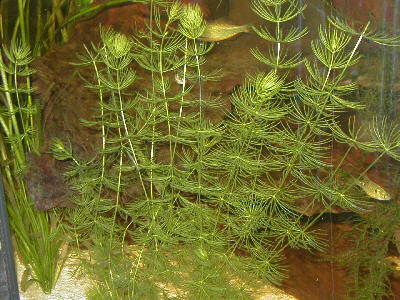 Ceratophyllum Submersum (Ceratophyllum submersum) |commons:File:Ceratophyllum submersum.jpg
