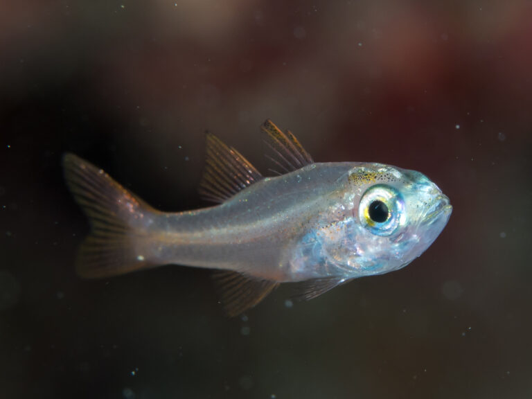 Cercamia eremia (Cercamia eremia) |commons:File:Glassy cardinalfish (Cercamia eremia).jpg