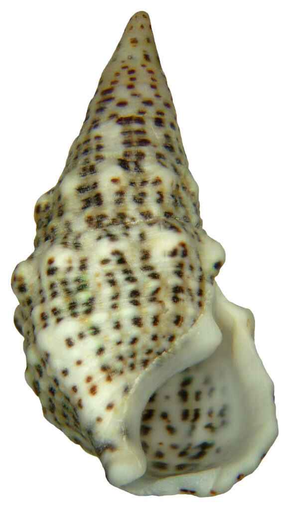 Cerith Salyangozu Cerithium litteratum