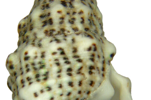 Cerith Salyangozu Cerithium litteratum