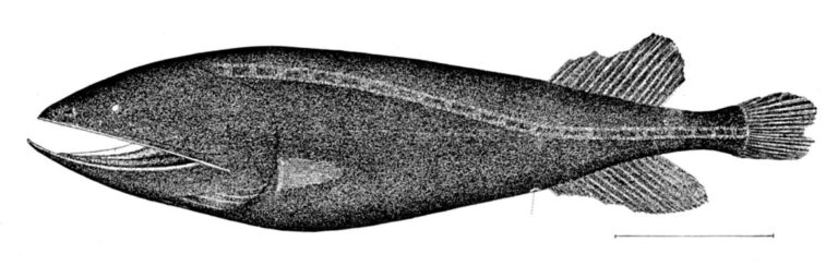 Cetomimus gillii (Cetomimus gillii) |commons:File:Cetomimus gillii.jpg