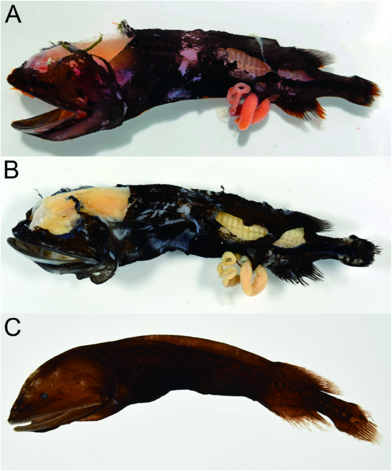 Cetomimus hempeli (Cetomimus hempeli) |commons:File:Cetomimus hempeli (10.12782-specdiv.29.269) Figure 1.png