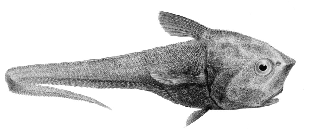 Cetonurus crassiceps (Cetonurus crassiceps) |commons:File:Cetonurus crassiceps.jpg