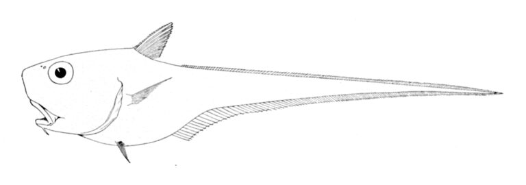 Cetonurus globiceps (Cetonurus globiceps) |commons:File:Cetonurus globiceps.jpg