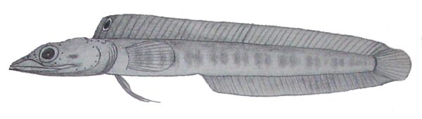 Chaenopsis megalops (Chaenopsis megalops) |commons:File:Chaenopsis megalops.JPG
