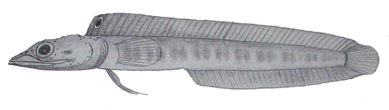 Chaenopsis megalops (Chaenopsis megalops) |commons:File:Chaenopsis megalops.JPG