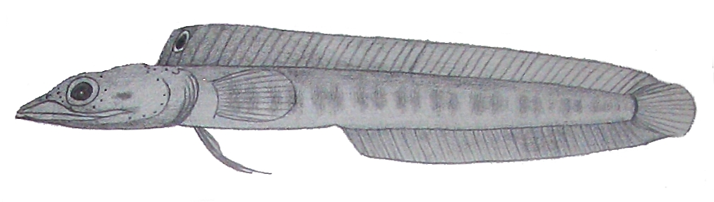 Chaenopsis megalops (Chaenopsis megalops) |commons:File:Chaenopsis megalops.JPG