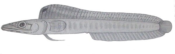 Chaenopsis resh (Chaenopsis resh) |commons:File:Chaenopsis resh.JPG