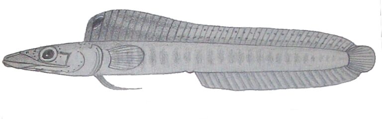 Chaenopsis resh (Chaenopsis resh) |commons:File:Chaenopsis resh.JPG