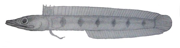 Chaenopsis stephensi (Chaenopsis stephensi) |commons:File:Chaenopsis stephensi.JPG