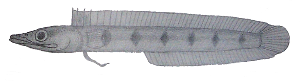 Chaenopsis stephensi (Chaenopsis stephensi) |commons:File:Chaenopsis stephensi.JPG