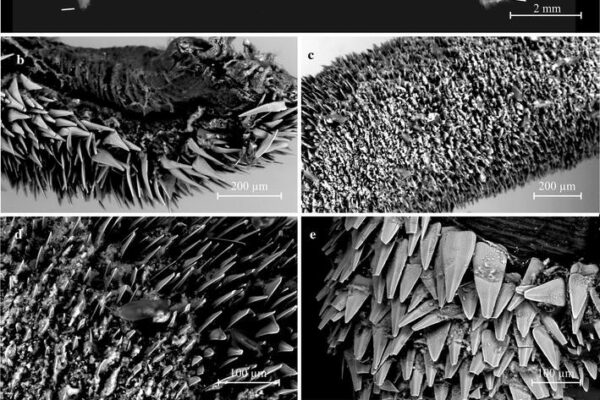 Chaetoderma galiciense Chaetoderma galiciense