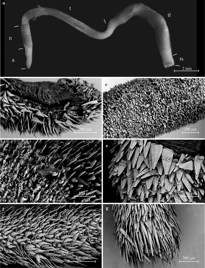 Chaetoderma galiciense Chaetoderma galiciense
