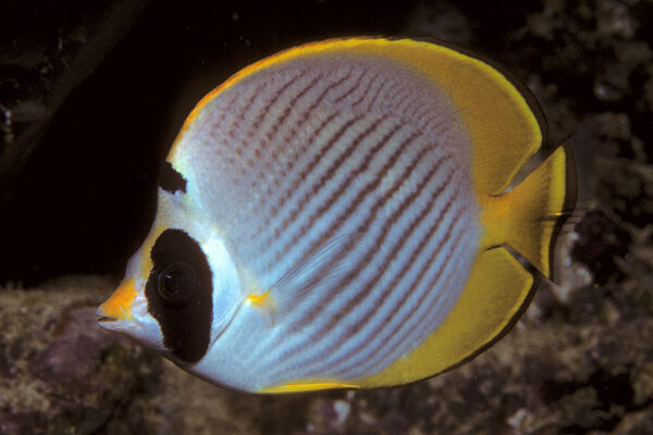 Chaetodon adiergastos (Chaetodon adiergastos) |commons:File:Bep chaetodon adiergastos.jpg
