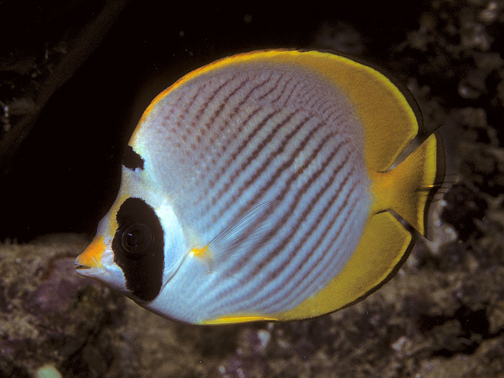 Chaetodon adiergastos (Chaetodon adiergastos) |commons:File:Bep chaetodon adiergastos.jpg