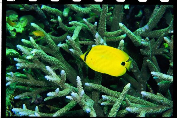Chaetodon andamanensis (Chaetodon andamanensis) |commons:File:Chaetodon andamanensis (Kuiter & Debelius, 1999).jpg