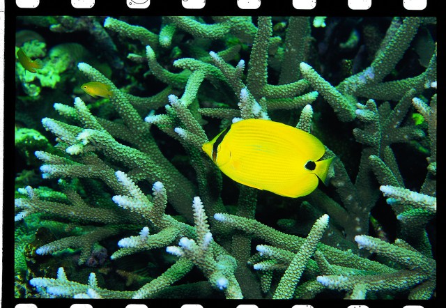 Chaetodon andamanensis (Chaetodon andamanensis) |commons:File:Chaetodon andamanensis (Kuiter & Debelius, 1999).jpg