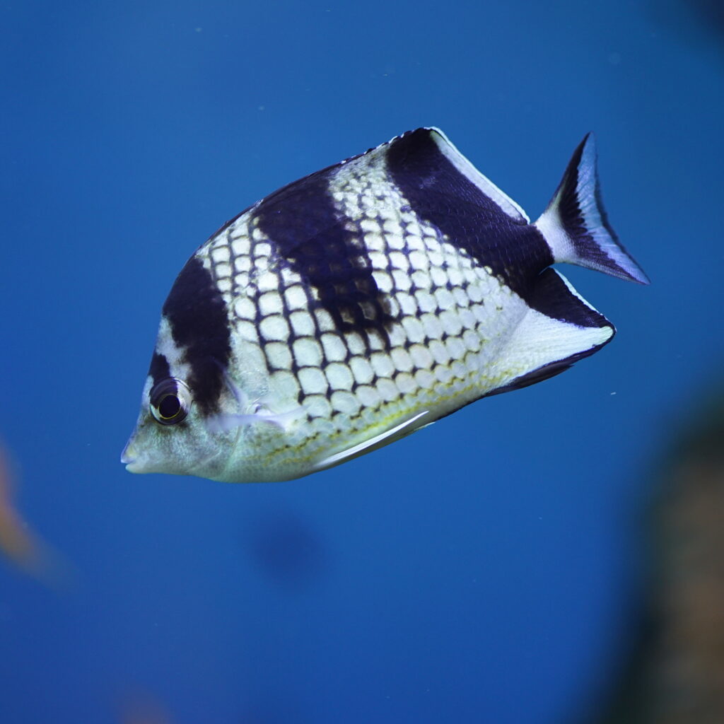 Chaetodon argentatus (Chaetodon argentatus) |commons:File:Chaetodon argentatus by DaijuAzuma.JPG