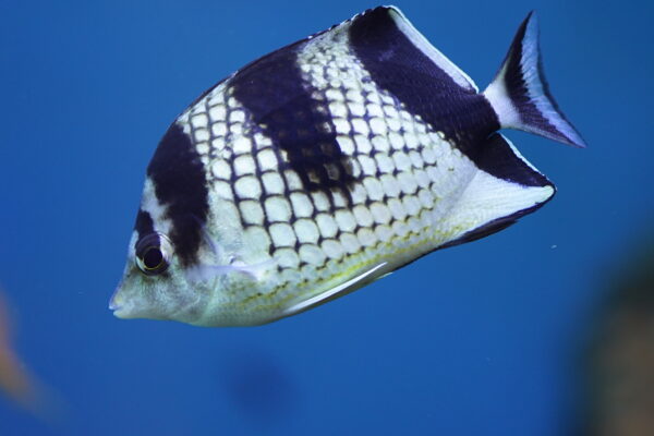 Chaetodon argentatus (Chaetodon argentatus) |commons:File:Chaetodon argentatus by DaijuAzuma.JPG