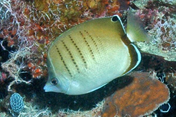 Chaetodon assarius (Chaetodon assarius) |commons:File:Chaetodon assarius RLS.jpg