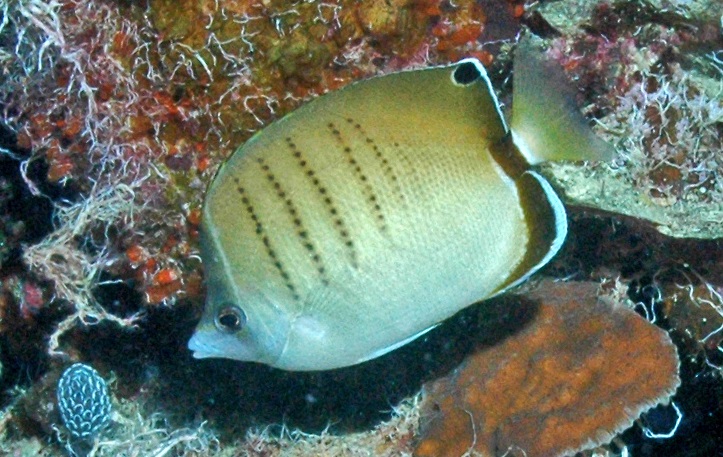 Chaetodon assarius (Chaetodon assarius) |commons:File:Chaetodon assarius RLS.jpg