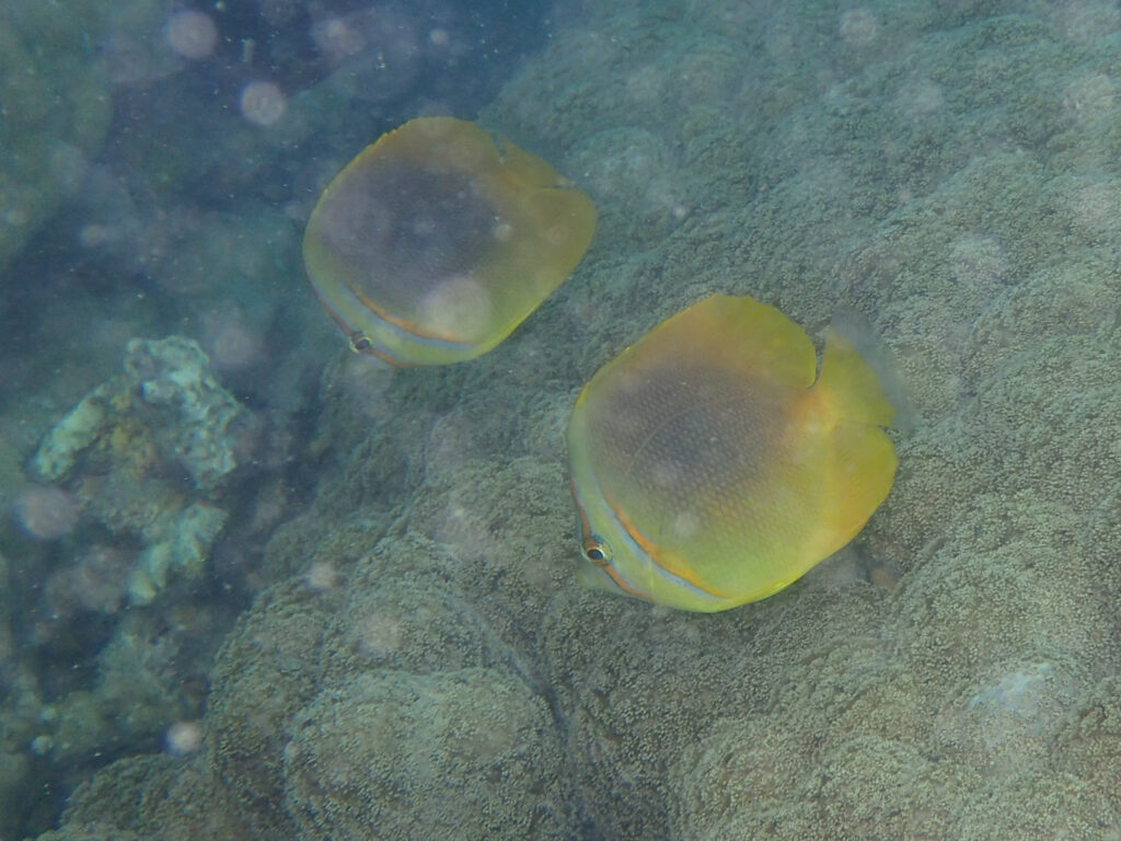 Chaetodon aureofasciatus (Chaetodon aureofasciatus) |commons:File:Chaetodon aureofasciatus 28091926.jpg