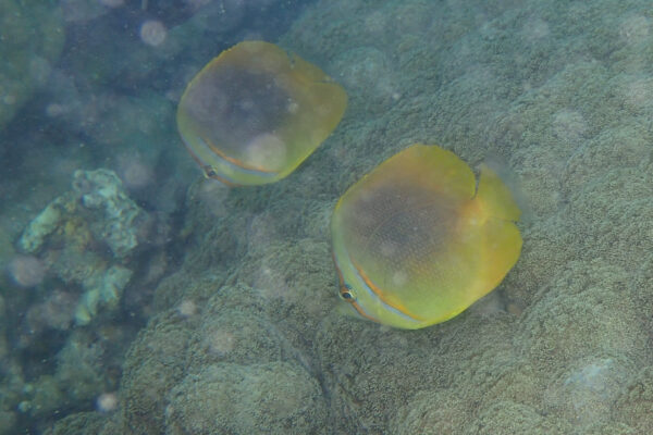 Chaetodon aureofasciatus (Chaetodon aureofasciatus) |commons:File:Chaetodon aureofasciatus 28091926.jpg